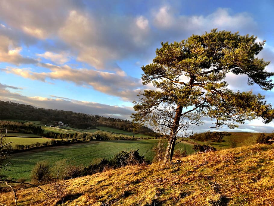 photo of green leafed tree during daytime, landscape, clouds HD wallpaper