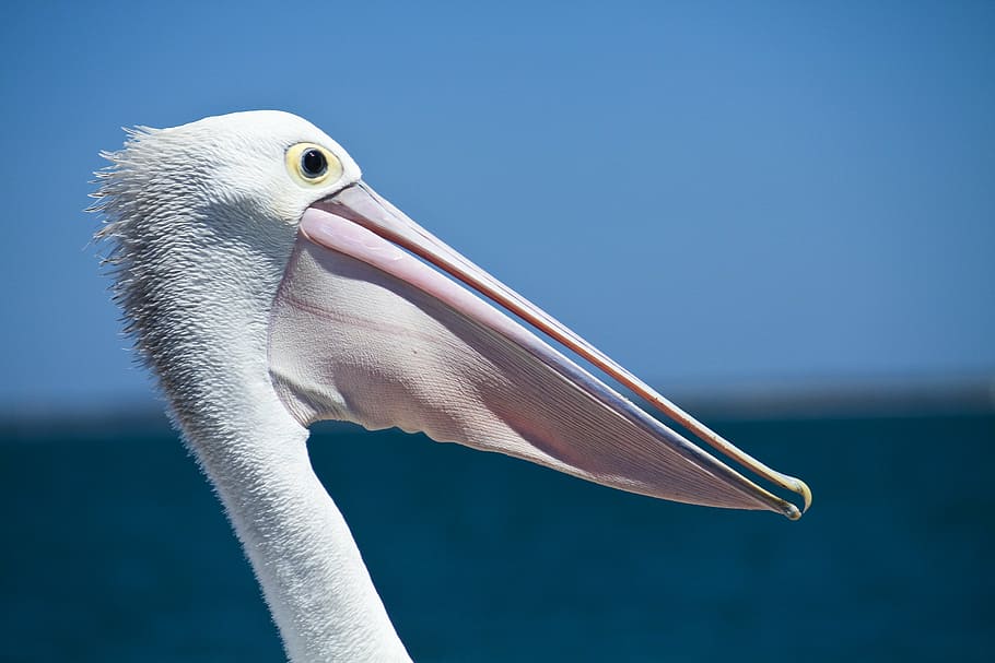 white bird, pelican, seabird, coastal birds, wildlife, nature, HD wallpaper