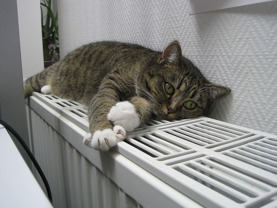 brown tabby cat laying on white steel bench, Animals, Pets HD wallpaper