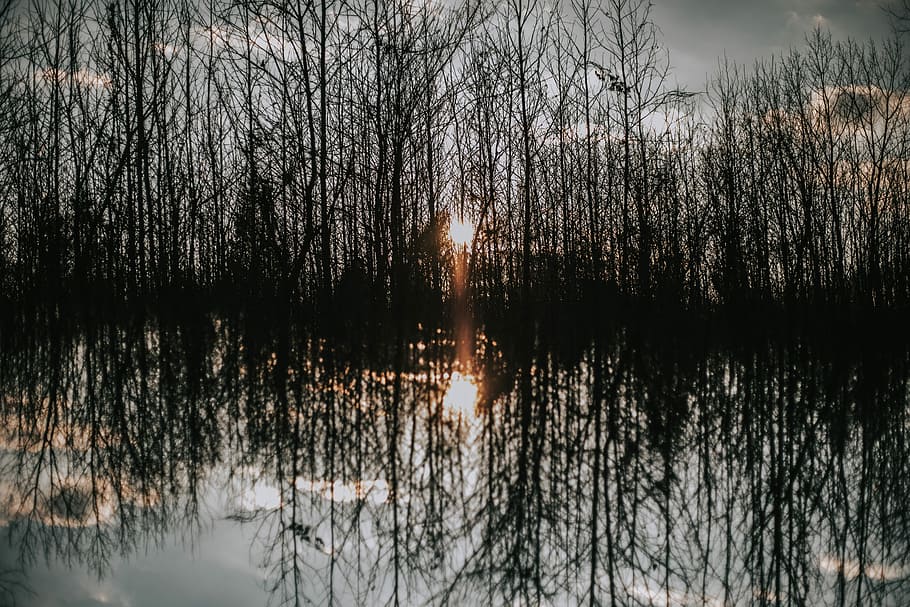 body of water reflecting forest trees, silhouette of trees, reflection HD wallpaper