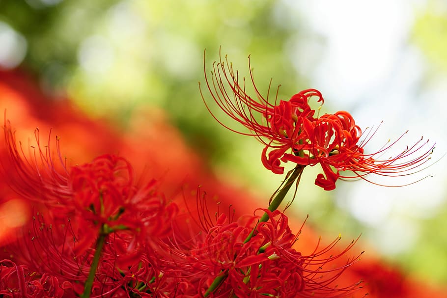 shallow focus photography of red flowers, Amaryllis, Amaryllidaceae