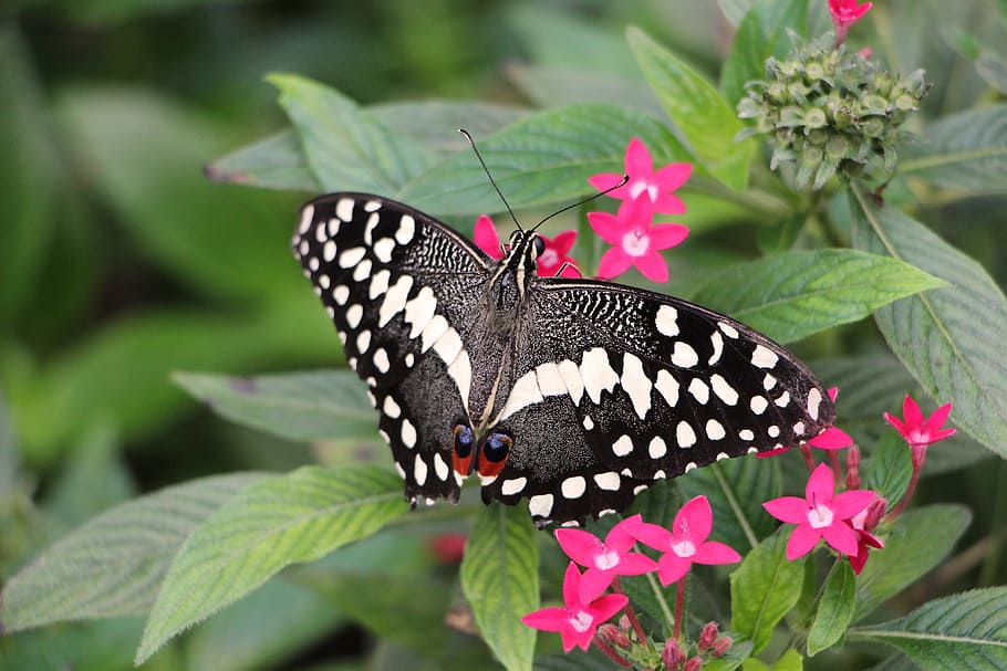 Lime Butterfly, lepidoptera, insect, tropical, papilio ophidicephalus HD wallpaper