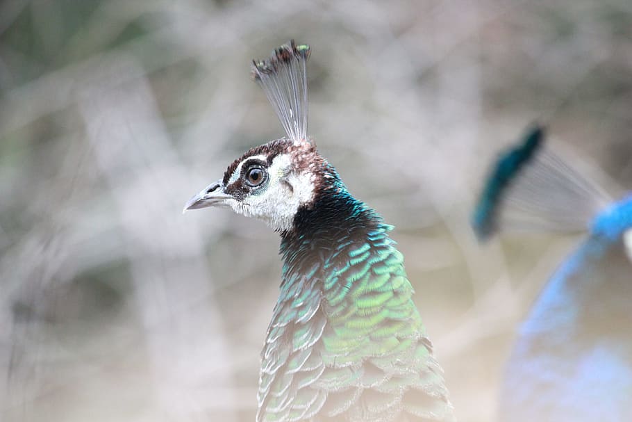 Peacock, Bird, Feather, Nature, Animal, colorful, green, blue HD wallpaper