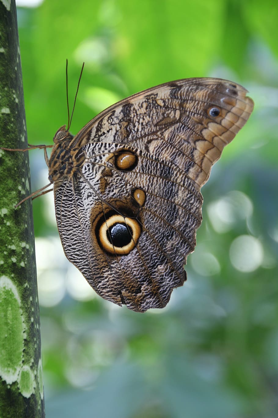 butterfly, insect, morphosfalter, one animal, animal themes HD wallpaper