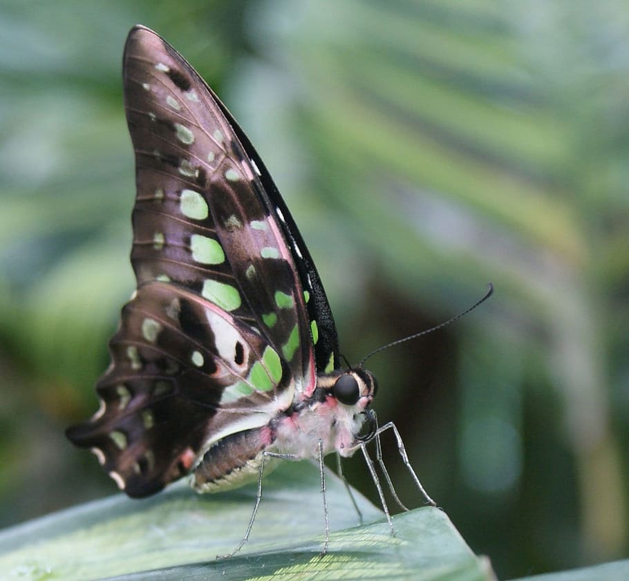 agamemnon, tailed, jay, butterfly, bug, insect, caterpillar HD wallpaper