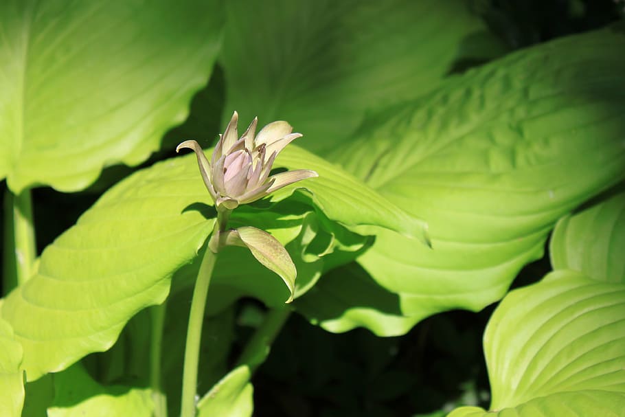 HD wallpaper: hosta, flower, spring, large, green, pink, landscape