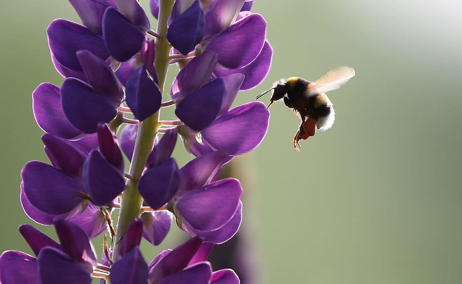 Bee, Lupine, Flower, Insect, Spring, nature, violet, pollination HD wallpaper