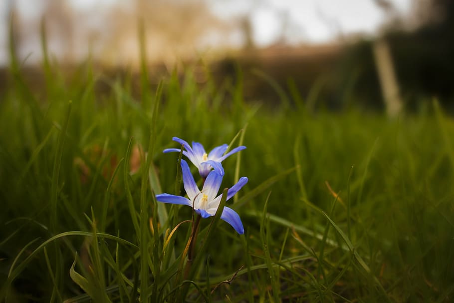scilla, flower, squill, bloom, spring, green, nature, plant HD wallpaper