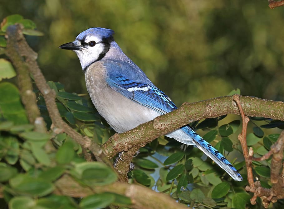 selective focus photography of blue jawy, blue jay, bird, feather HD wallpaper