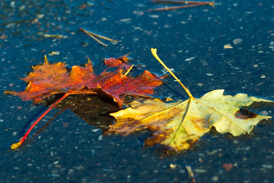leaf, autumn leaves, nature, fall, yellow, red, plant part HD wallpaper