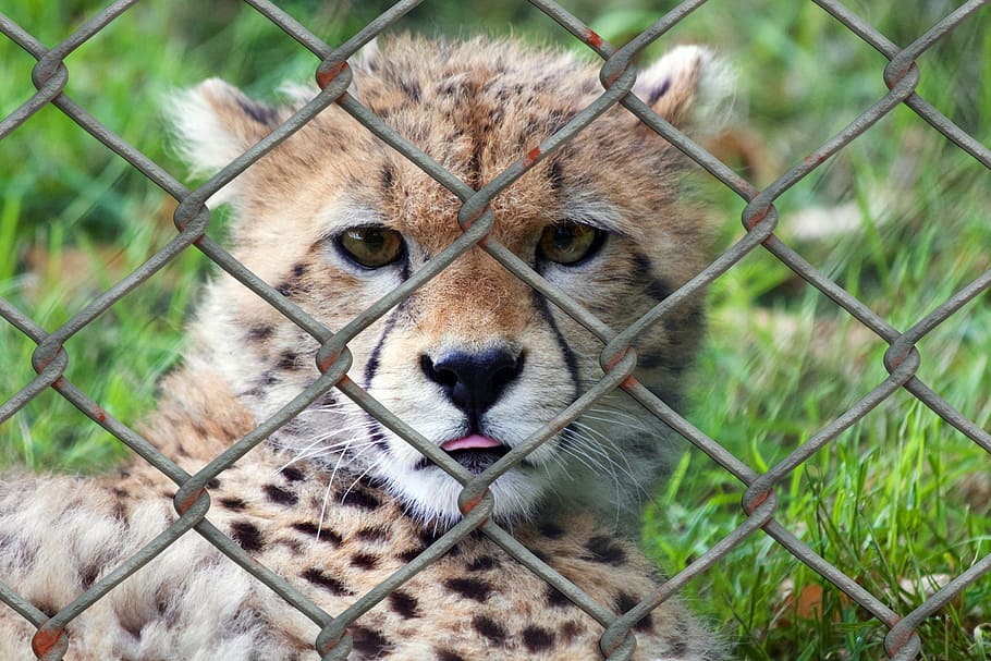selective focus photography baby cheetah, young animal, predator, HD wallpaper