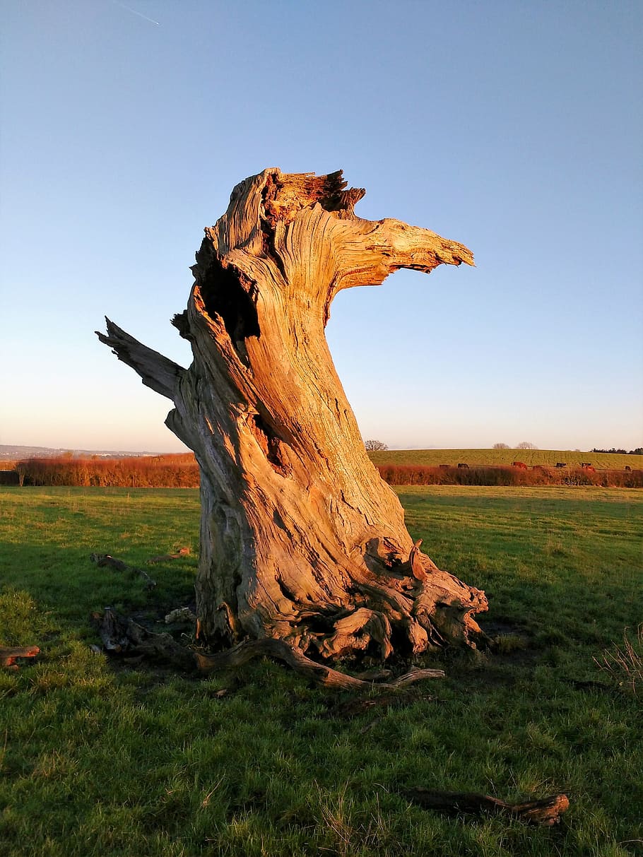 Tree Trunk, Dead, Alone, Lightning, sunset, nature, landscape HD wallpaper