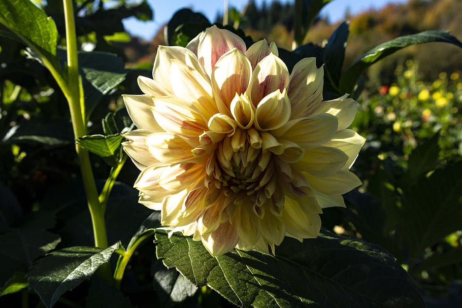 flower, golden autumn, flowering plant, fragility, beauty in nature HD wallpaper