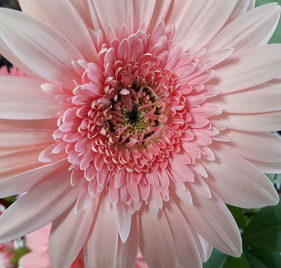 flower, pink, white, flowering plant, fragility, vulnerability HD wallpaper