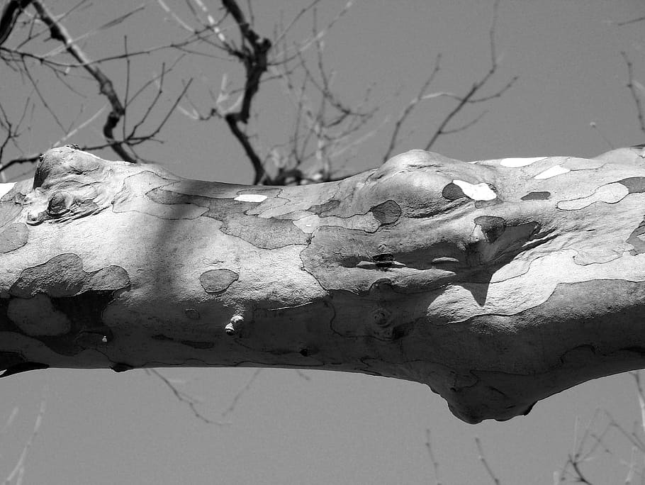 Tree, Limb, Branch, Texture, Animal, skin, snakeskin, reflection HD wallpaper