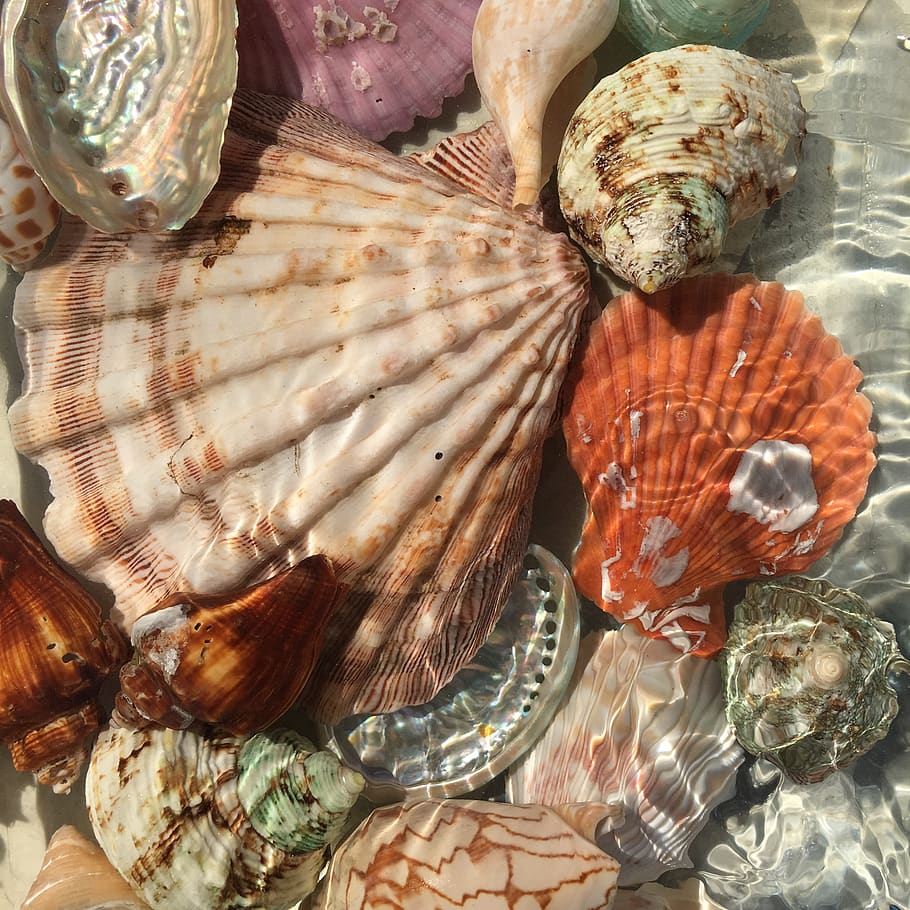 seashells, water, sunlight, reflections, underwater, orange HD wallpaper
