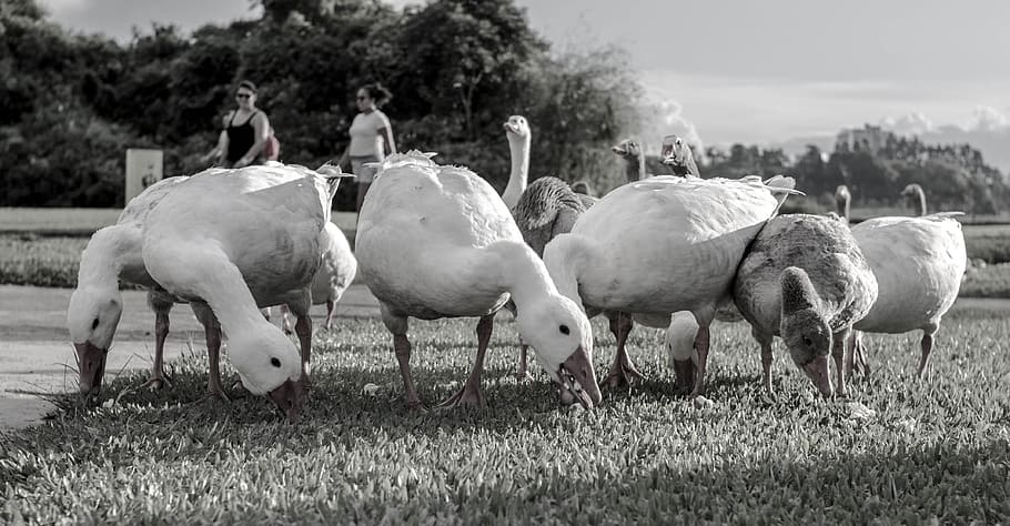 goose, park, tranquility, nature, duck, lake, bird, ecology HD wallpaper