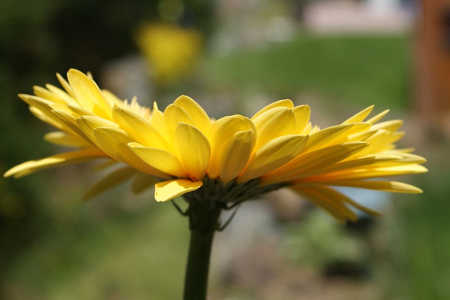 daisy, gerbera, daisies, flower, spring, plant, bloom, flora HD wallpaper