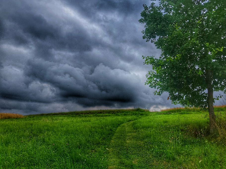 tree, clouds, sky, landscape, green, grass, nature, poland HD wallpaper