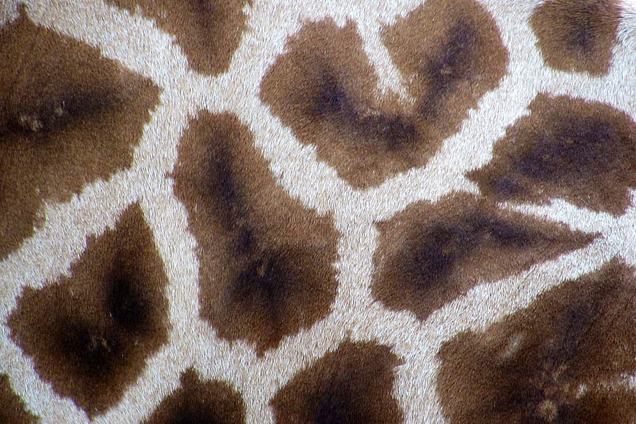 pattern, texture, fur, carpet, giraffe, pelt, backgrounds, full frame, HD wallpaper