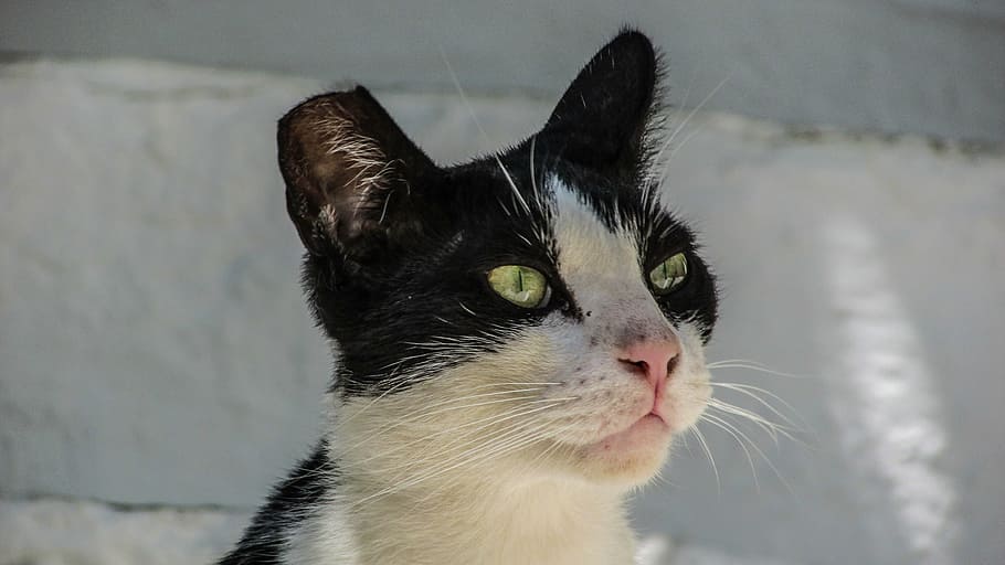 cat, stray, kitty, eyes, street, cute, animal, curiosity, greece HD wallpaper