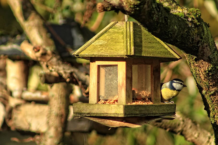 birds, tit, manger, fall, bird feeder, wild animals, feathers HD wallpaper