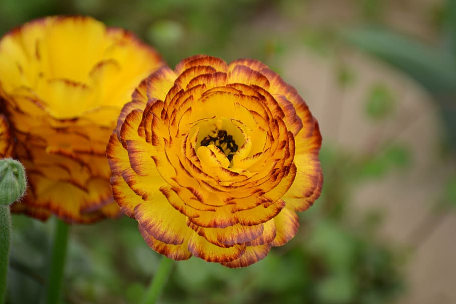 flower, plant, spring, yellow, blossom, bloom, nature, close-up HD wallpaper