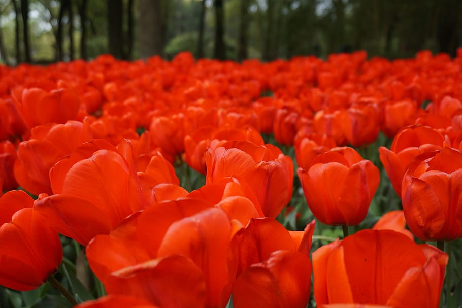 flowers, tulip, red, flowering plant, beauty in nature, freshness HD wallpaper