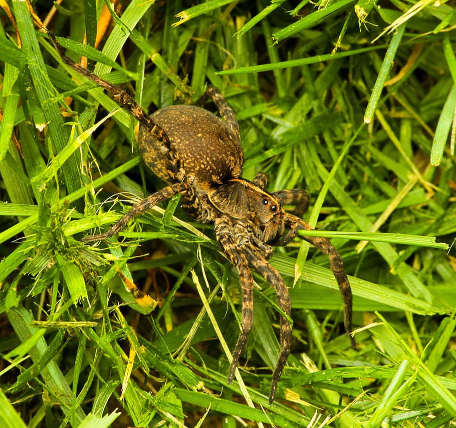 Wolf Spider, Arachnid, lycosdae, insect, wildlife, bug, small HD wallpaper