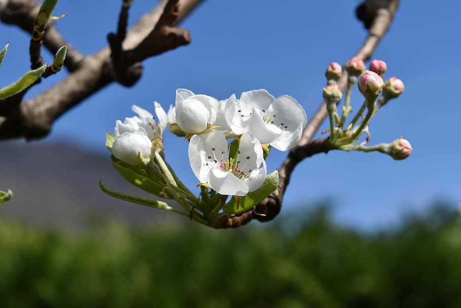 however, flower, pera, spring, pears nashi, pear-apple, bloom