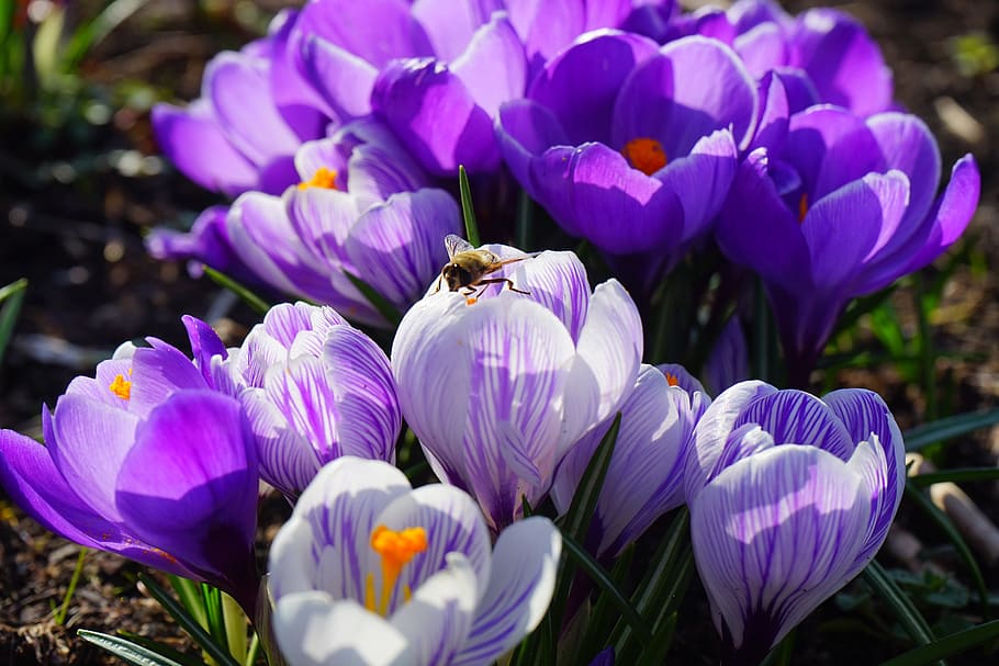 crocus, violet, white, striped, flower, spring, bühen, colorful HD wallpaper