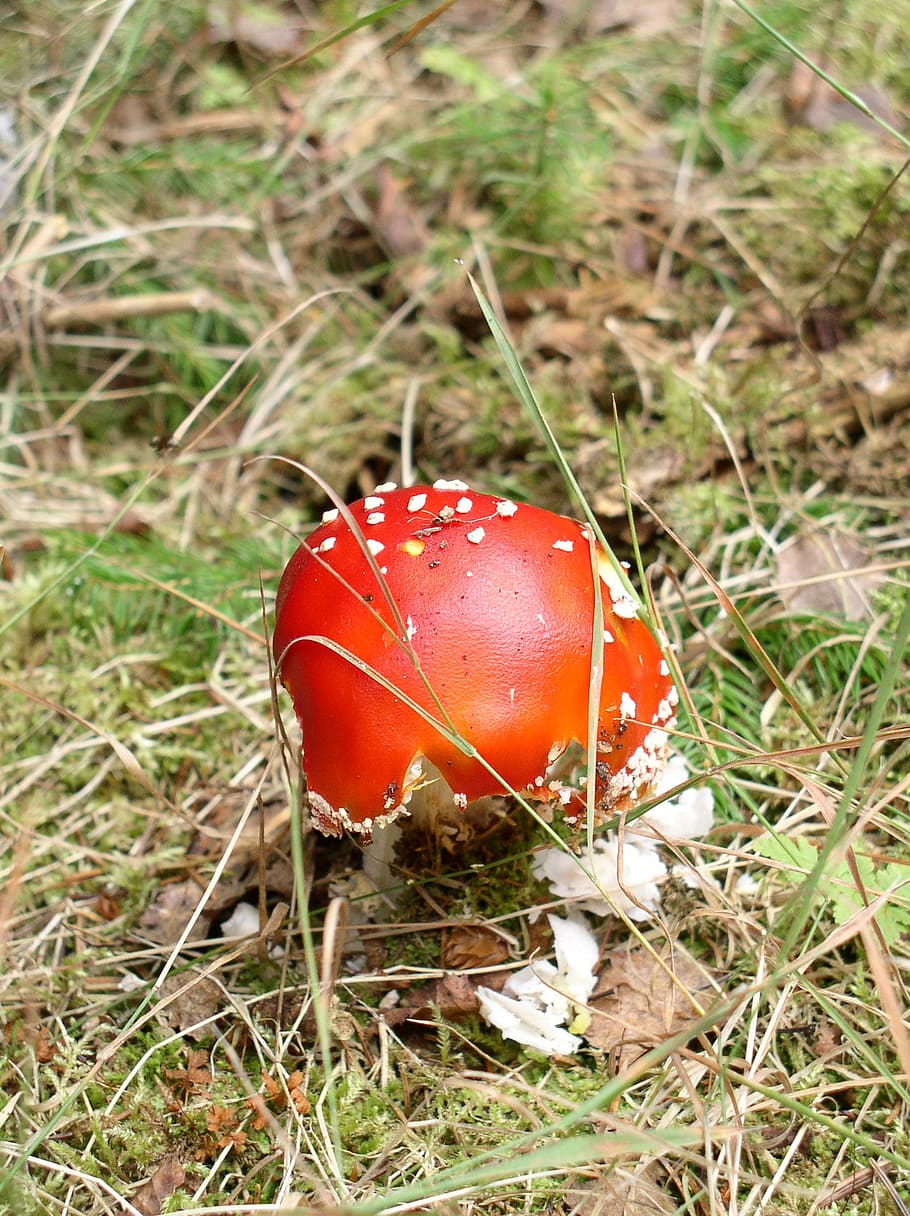 Fungus, Red, Forest, Leaves, Grass, needles, dry, moss, toadstool HD wallpaper
