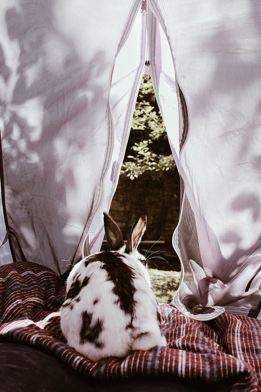 white and brown rabbit on brown striped textile, white and black rabbit in tent HD wallpaper