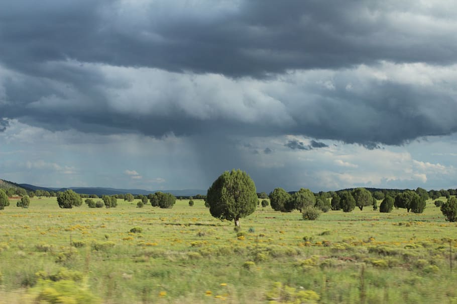 green trees under gray cloudy skies, dark sky, clouds, rain HD wallpaper