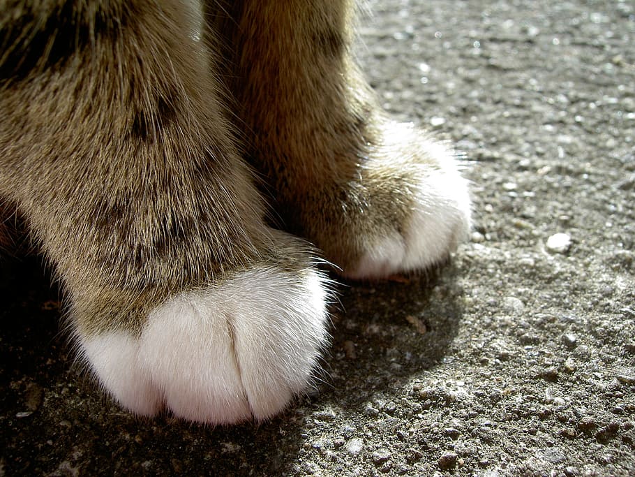cat, feet, foot, cat's paw, paws, head drawing, animal, animal themes, HD wallpaper