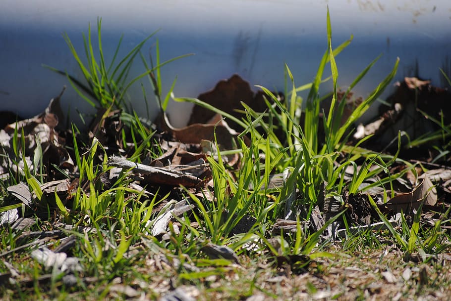 grass, park, summer, nature, green, outdoor, happy, spring HD wallpaper