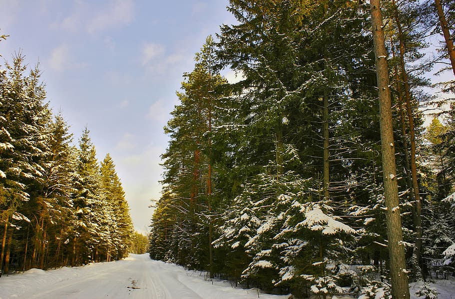 Way, Forest, Winter, Tree, Landscape, snow, poland, cold temperature HD wallpaper