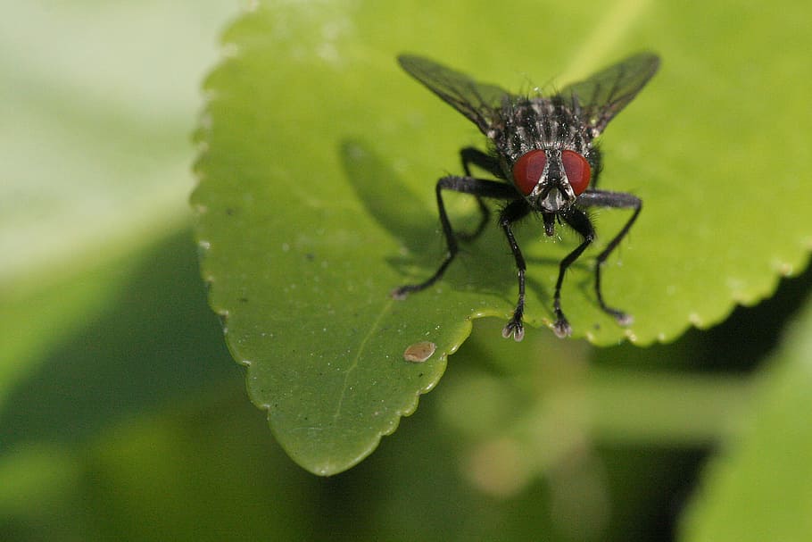 fly, sheet, wings, insect, invertebrate, animals in the wild HD wallpaper