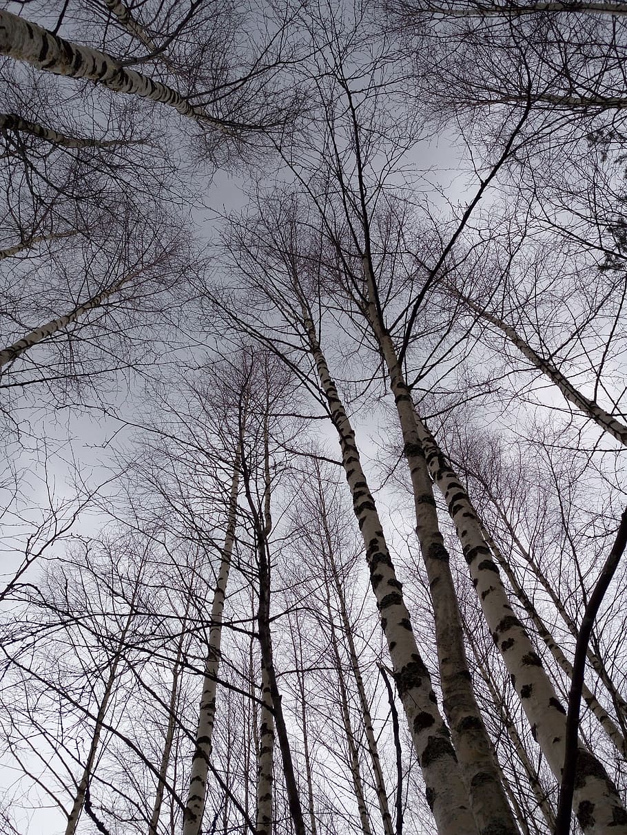 forest, spring, trees, nature, handsomely, sky, bare tree, low angle view HD wallpaper
