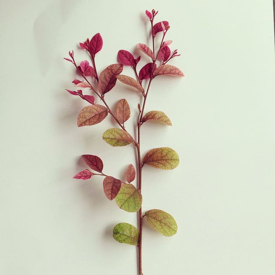 red and green leafed plant, autumn, soft, nature, backgrounds HD wallpaper