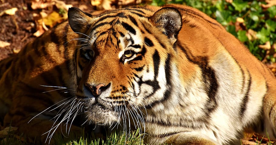 brown and black tiger, predator, lurking, fur, beautiful, dangerous HD wallpaper