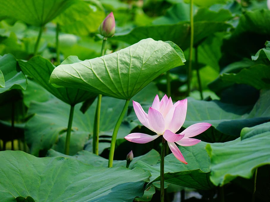 lotus, the scenery, leaf, flower, growth, green color, nature HD wallpaper