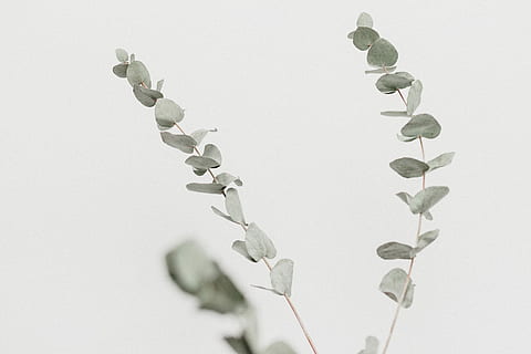 close up photography of green leafed plant, gray leaf plant with white background HD wallpaper