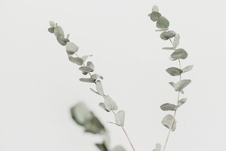 close up photography of green leafed plant, gray leaf plant with white background