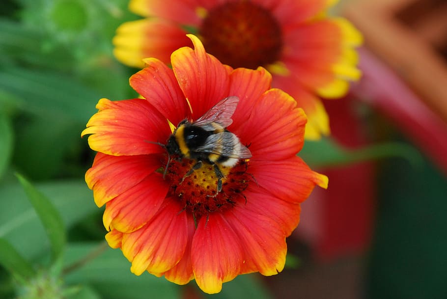 hummel, insect, blossom, bloom, nature, summer, flowering plant HD wallpaper