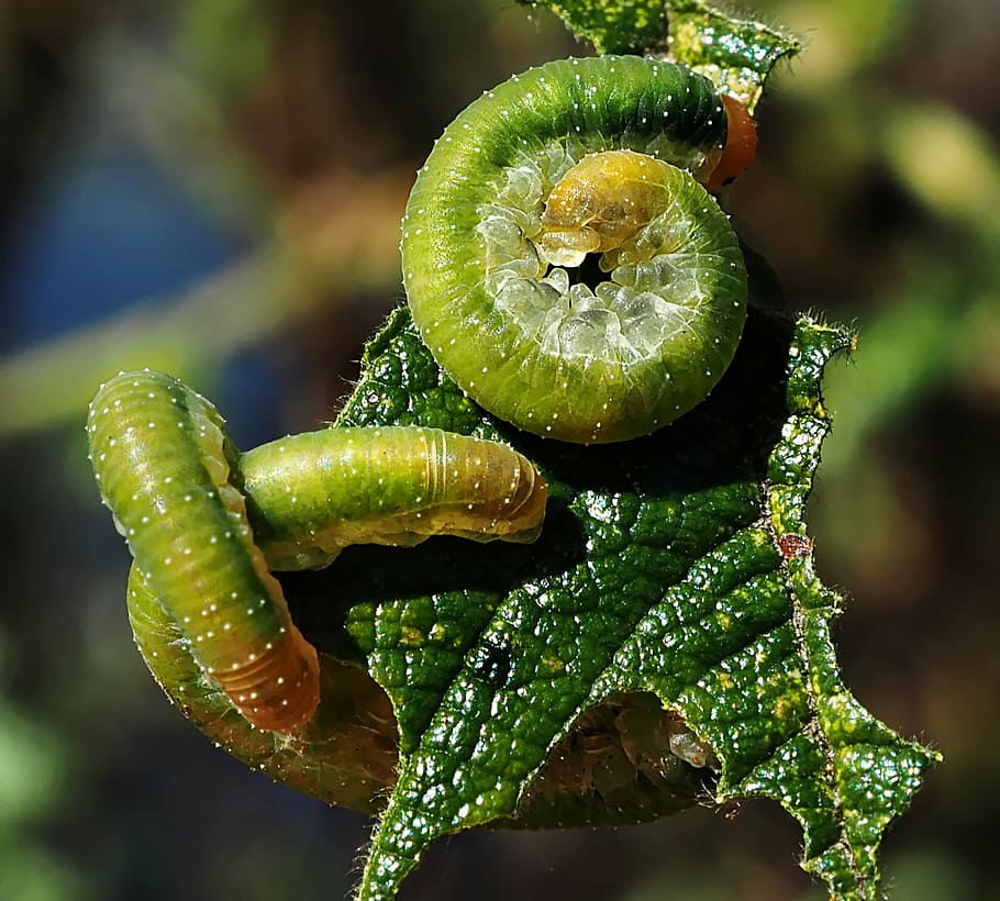 caterpillar, macro, insects, green, leaf, eat, nature, plant HD wallpaper
