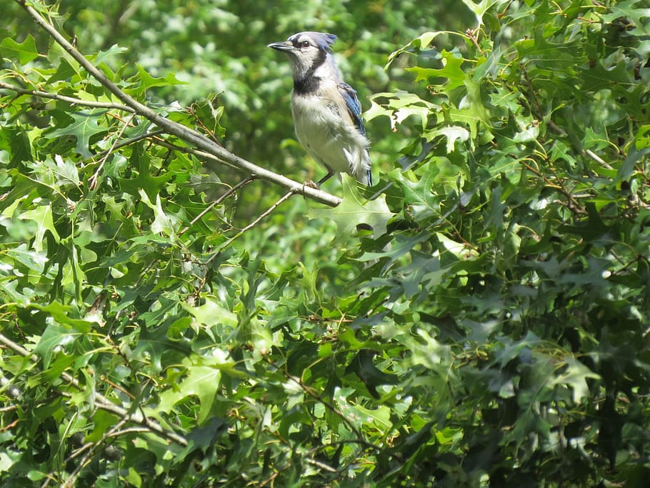 bird, blue, white, blue jay, wildlife, tree, animal, animal themes HD wallpaper