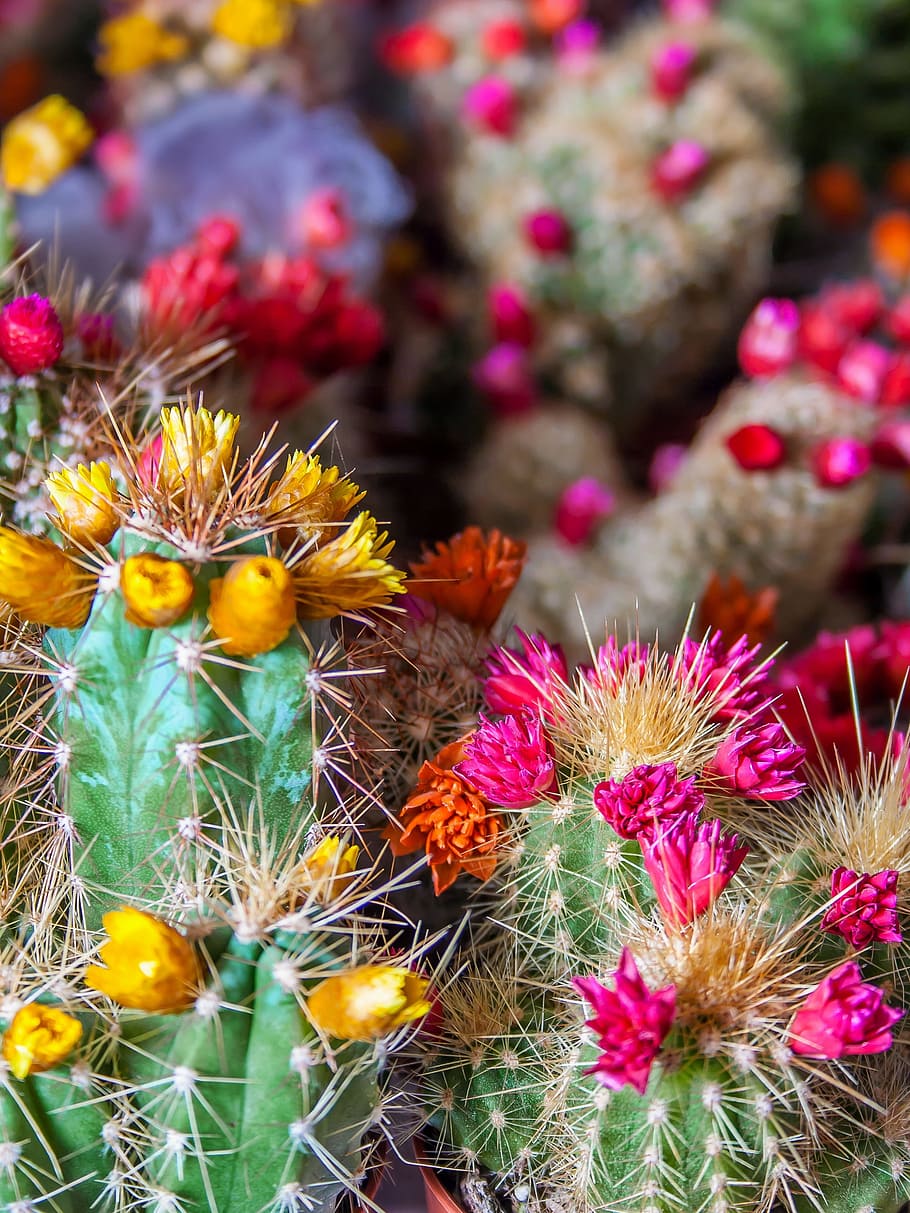 close-up photo of green cactus, prickly, nature, spur, bloom HD wallpaper