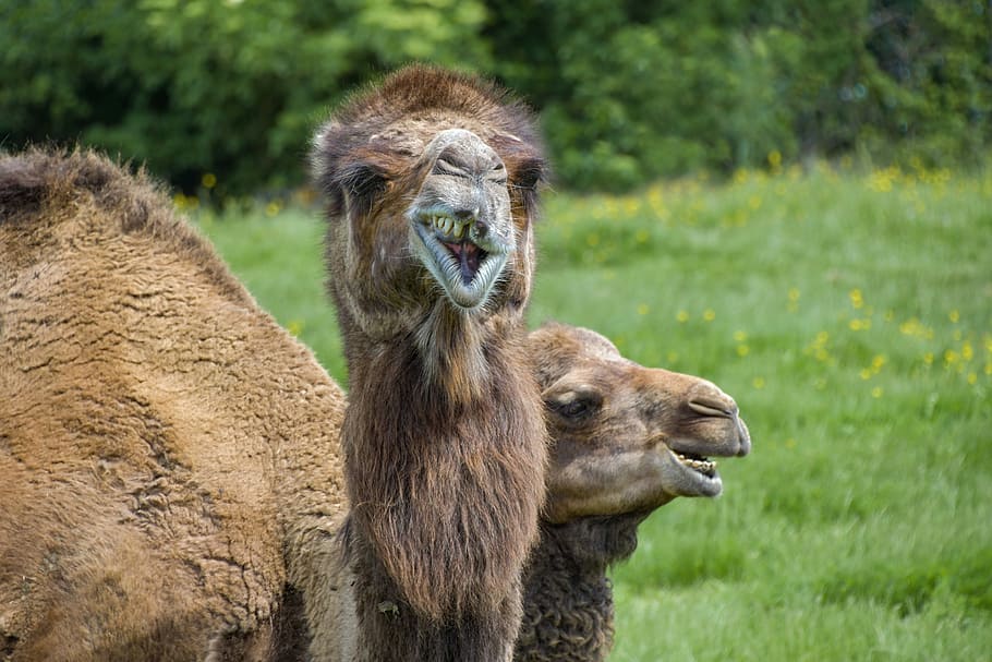 two brown camels on grass selective focus photography, dromedary HD wallpaper