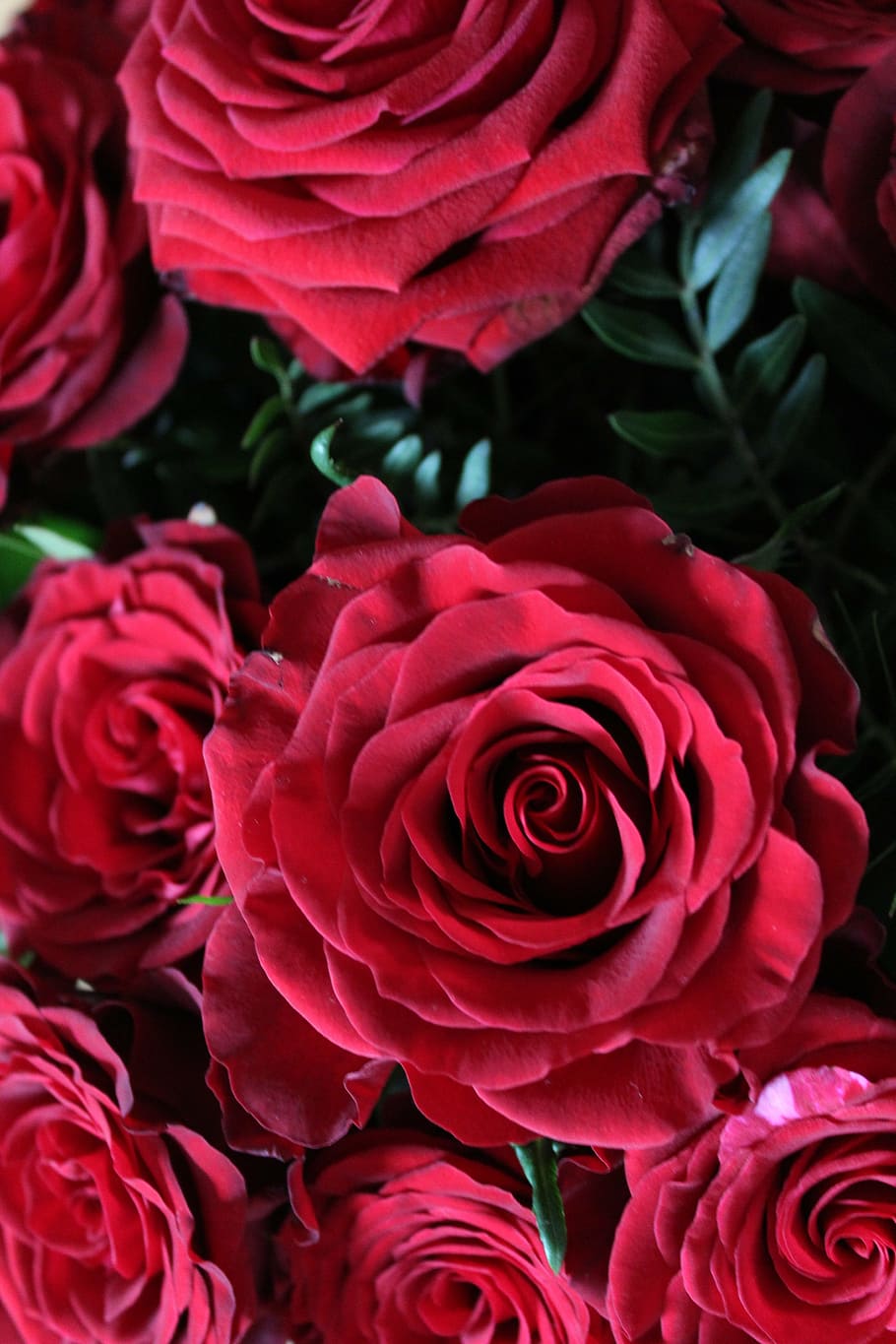 red roses, background, blossom, bloom, flower, nature, rose bloom HD wallpaper